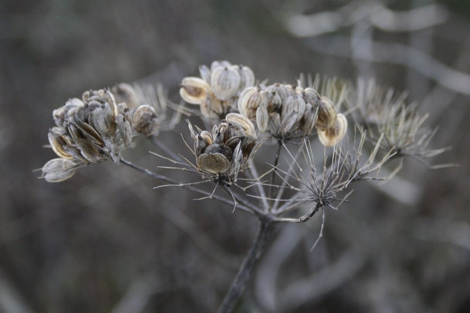 Dry seed head close-up representing low-input lawn resilience