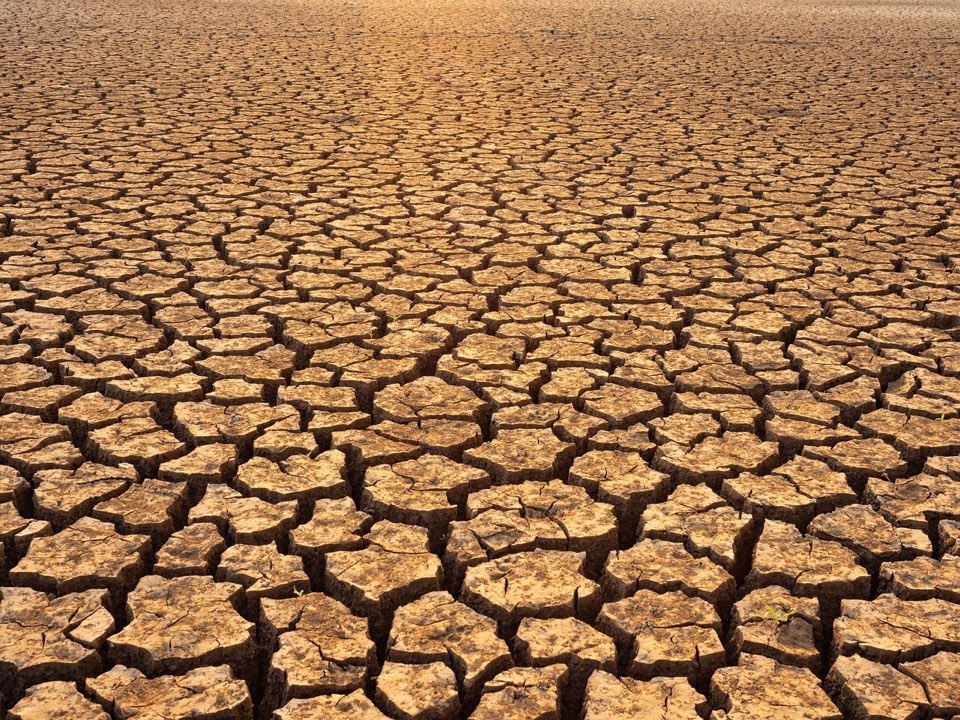 Dense grass area representing the tougher full-sun and heat lawn path