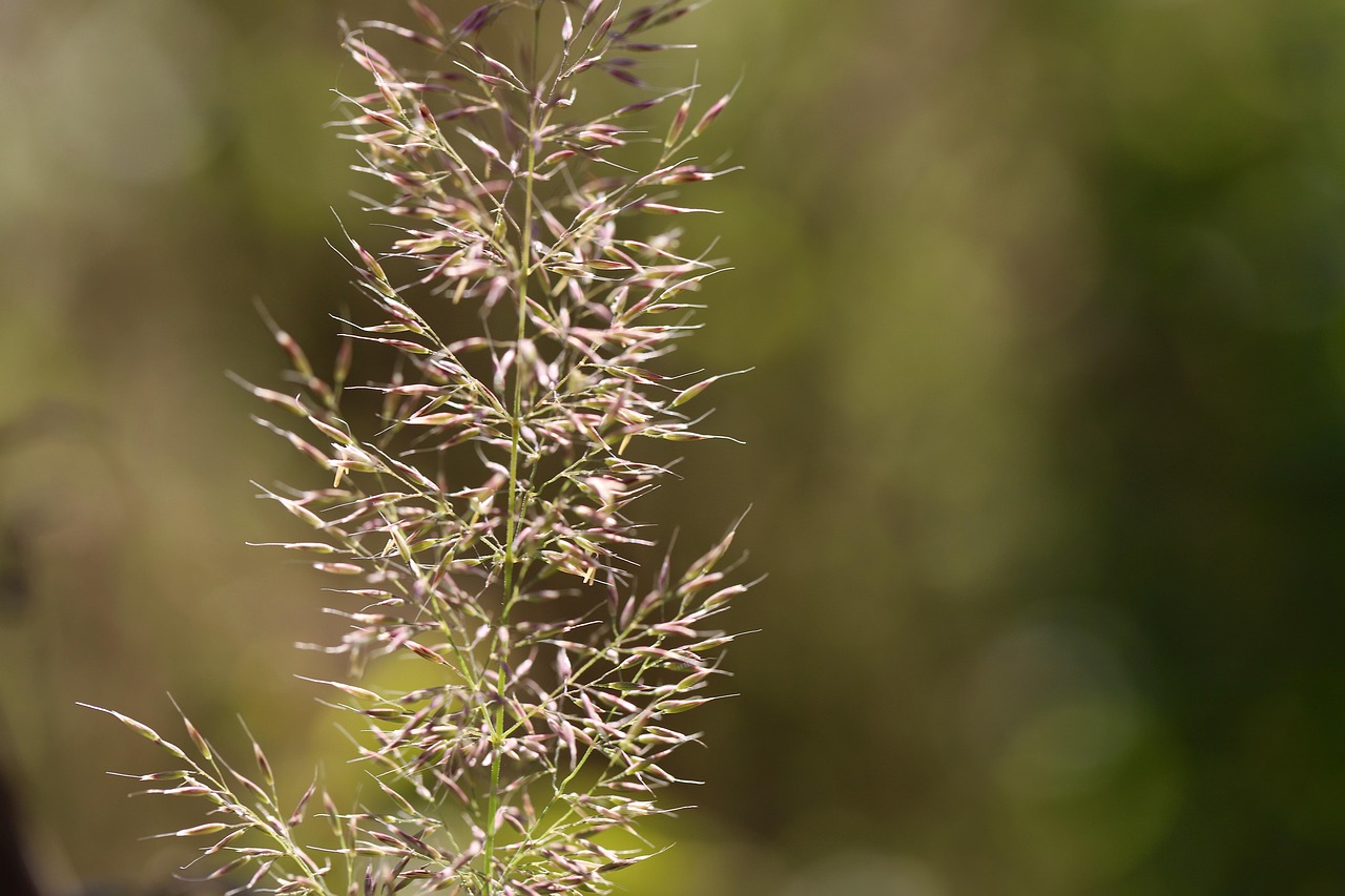 Grass seed head close-up representing site sections for shade and lawn conditions