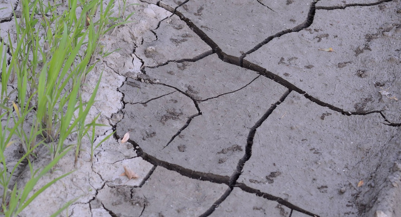 Green grass growing beside cracked dry soil showing durability and recovery pressure